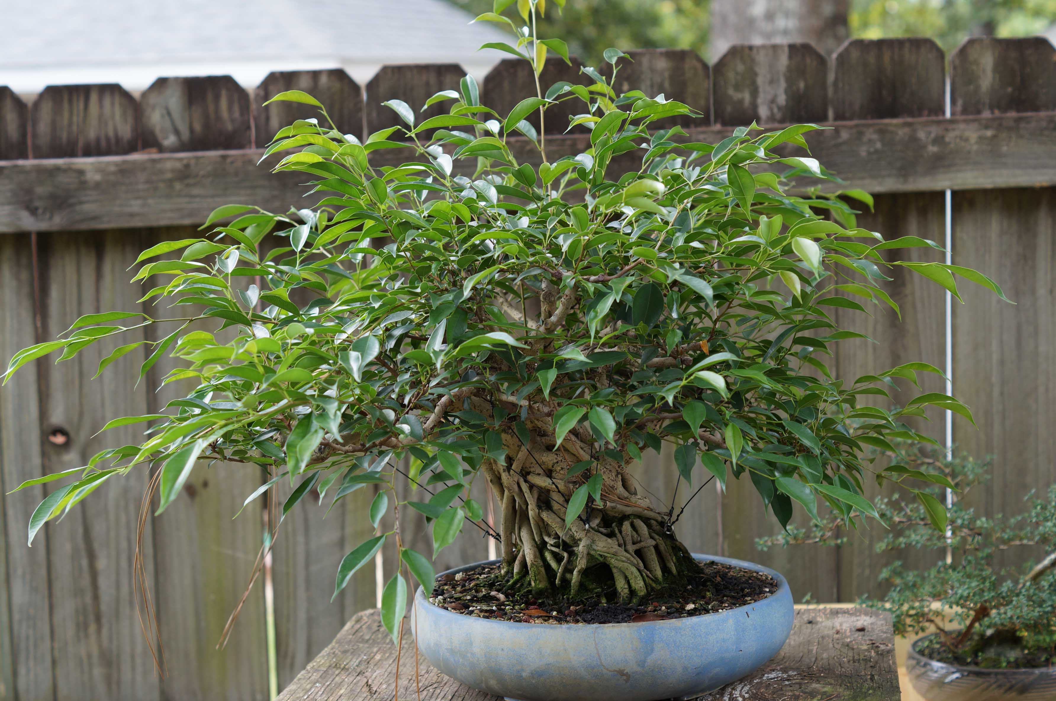 FICUS BENJAMINA DEFOLIATION AND WIRE
