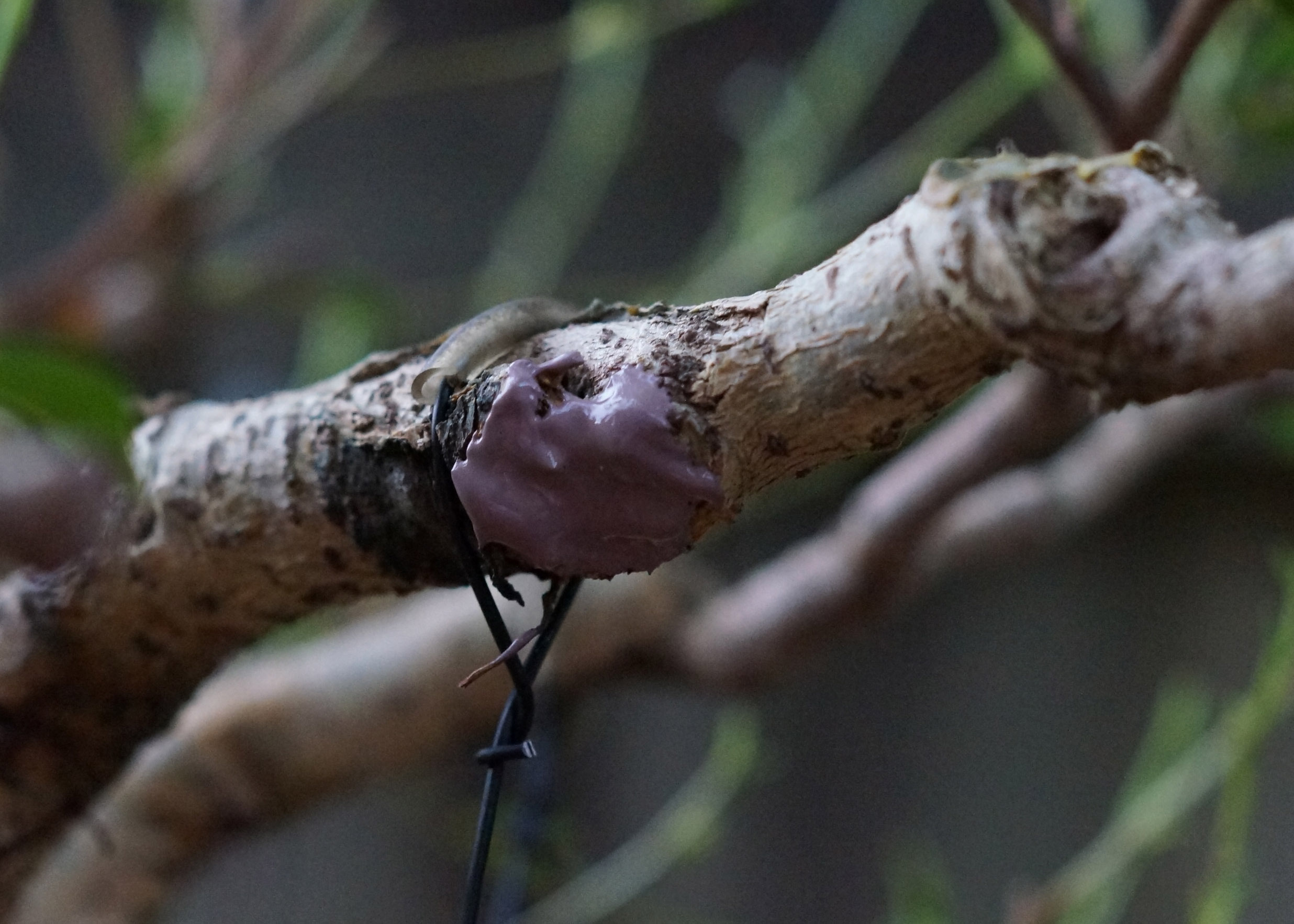 SEALING WOUNDS ON BONSAI