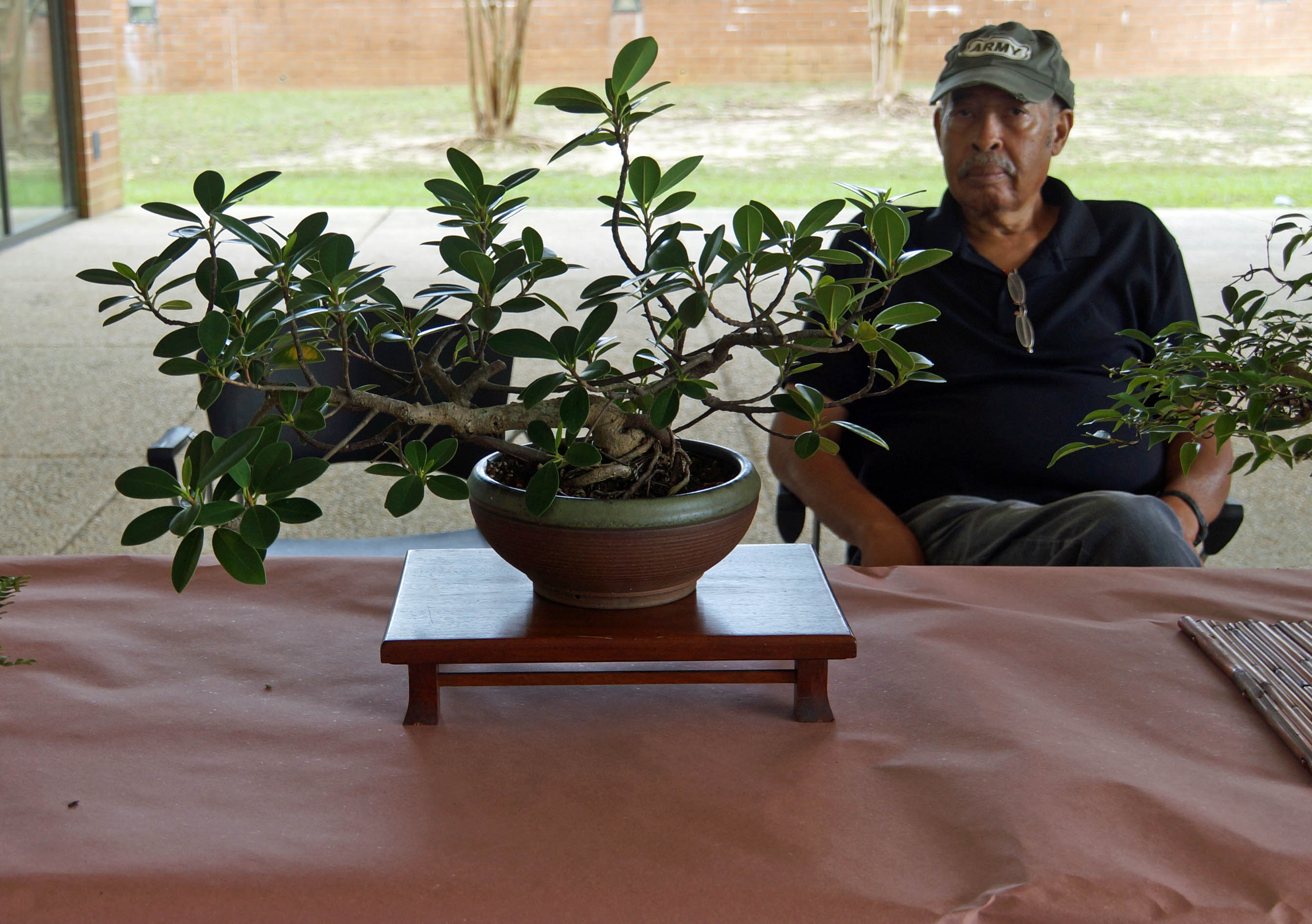 Pete and his Green Island Ficus
