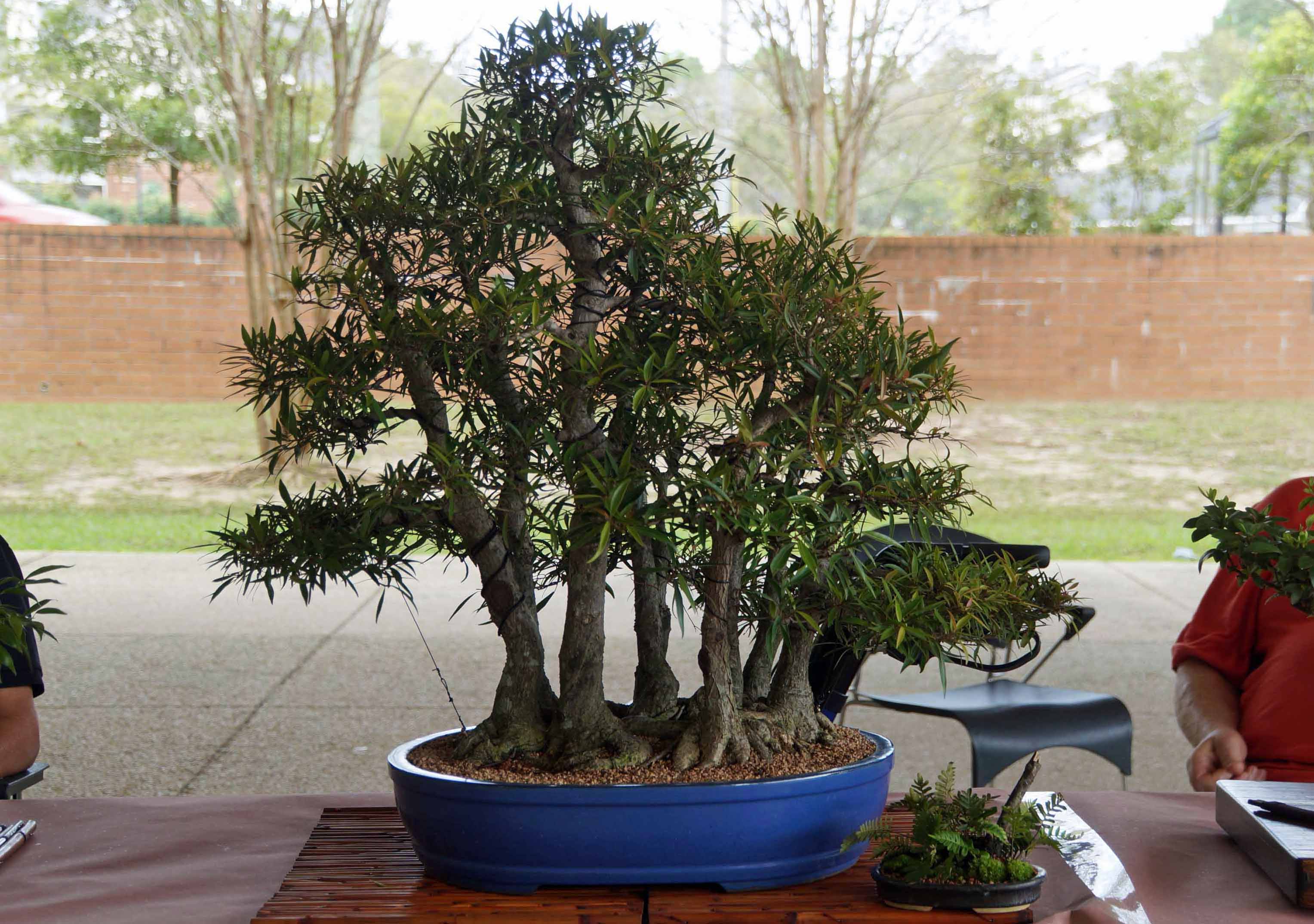 John O. Lee's Willow Leaf Ficus Forest