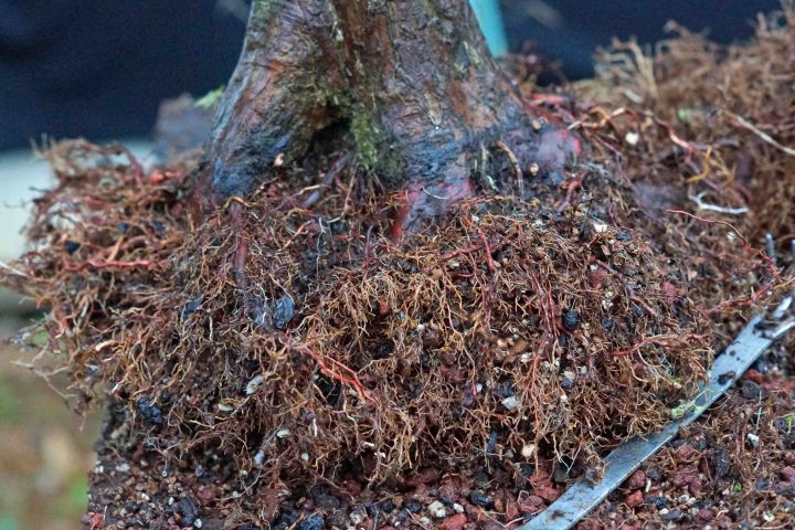 ANOTHER BALD CYPRESS REPOT