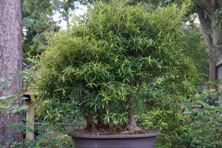 LARGE FICUS FOREST REPOT