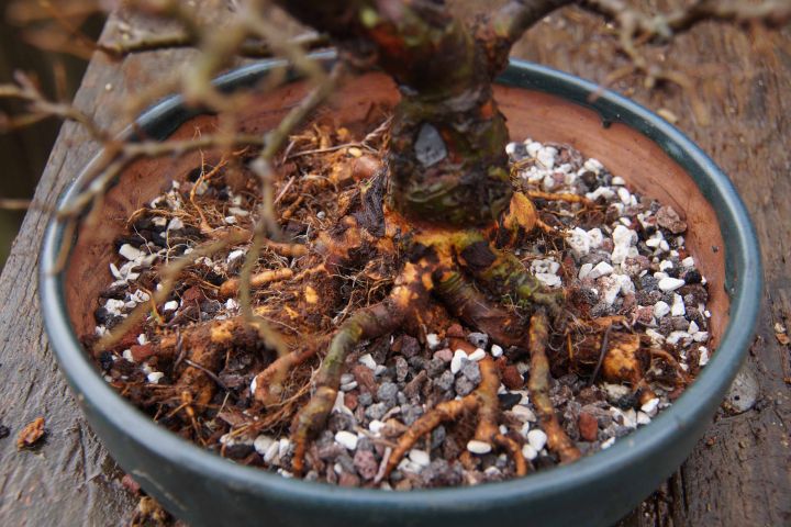 CHINESE ELM REPOTTING