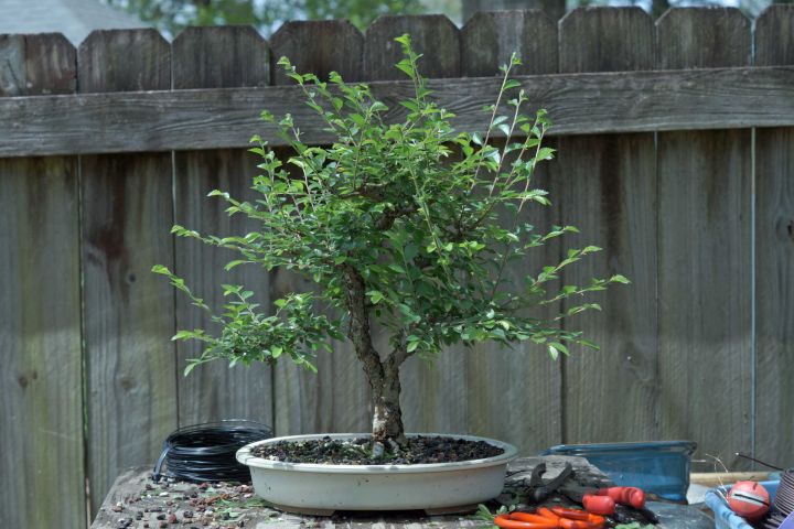CHINESE ELM GETS ITS FIRST TRIM