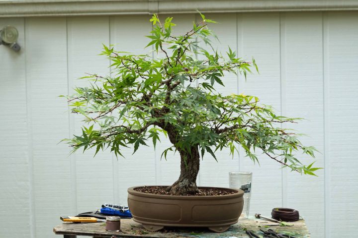 TRYING TO TAME A JAPANESE MAPLE 