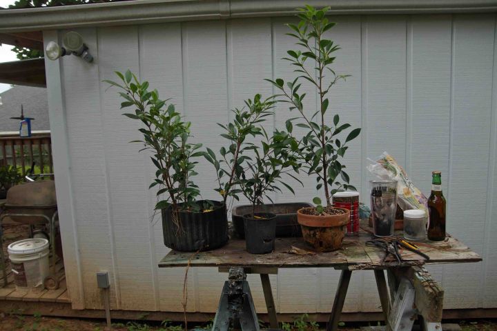 THE FICUS FUSION PROJECT