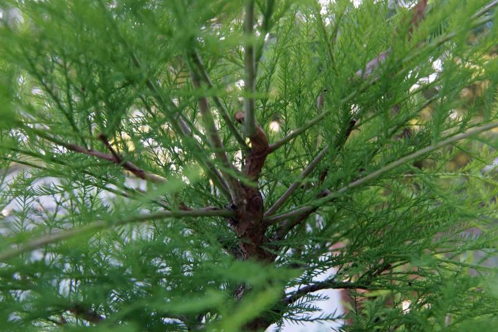 IT'S ALL ABOUT BALANCE, ANOTHER BALD CYPRESS ARTICLE